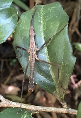 Neohirasea hongkongensis
