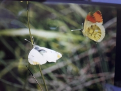 Anthocharis euphenoides