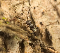 Megaspilidae