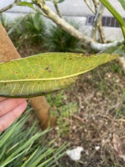 Coleosporium plumeriae