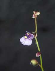 Utricularia hispida