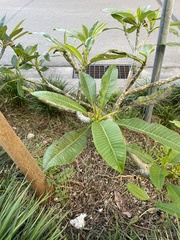 Coleosporium plumeriae