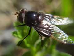 Copestylum mexicanum