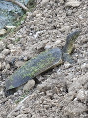 Apalone spinifera pallida