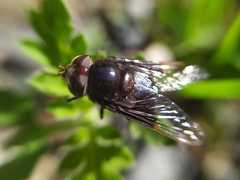 Copestylum mexicanum