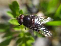 Copestylum mexicanum