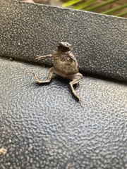 Eleutherodactylus campi