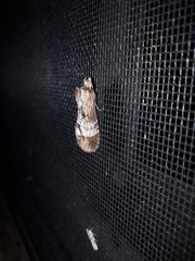 Dasylophia thyatiroides