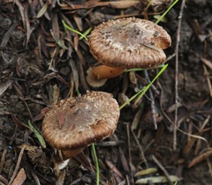 Inocybe bulbinella