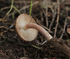 Inocybe bulbinella