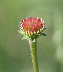 Echinacea angustifolia