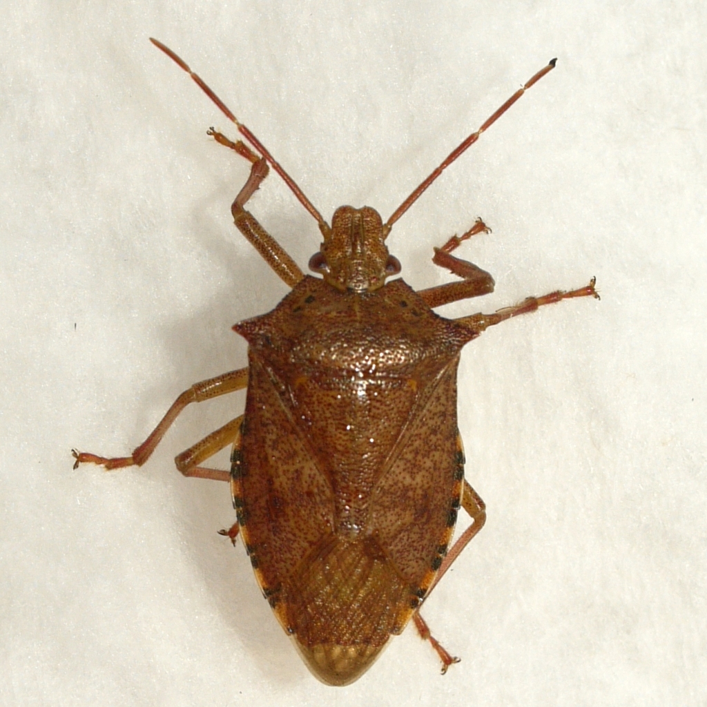 Apateticus cynicus