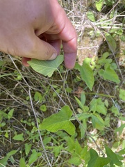 Calystegia catesbeiana