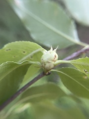 Contarinia cerasiserotinae