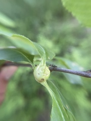 Contarinia cerasiserotinae