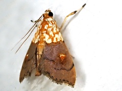 Agrotera basinotata