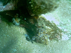 Hapalochlaena maculosa