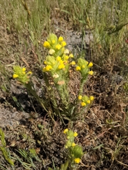 Castilleja rubicundula