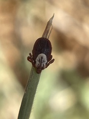 Dermacentor similis