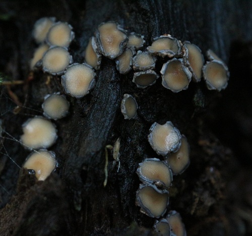 Dermatea fumosa image