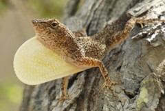 Anolis jubar albertschwartzi
