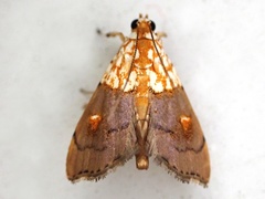 Agrotera basinotata