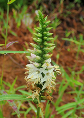 Coutoubea spicata