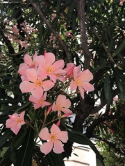 Nerium oleander