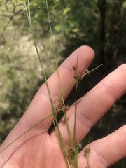 Rhynchospora globularis pinetorum