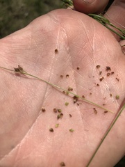 Rhynchospora globularis pinetorum