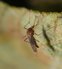 Aedes flavifrons