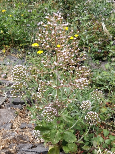 Centranthus calcitrapae image