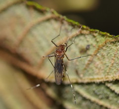 Aedes flavifrons