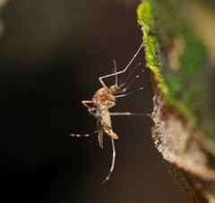 Aedes flavifrons