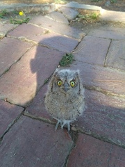 Otus scops