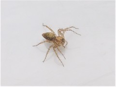 Oxyopes aglossus