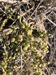 Baccharis pteronioides