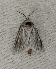 Comadia albistriga