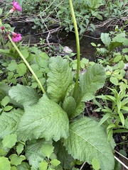Primula japonica
