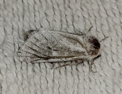 Comadia albistriga