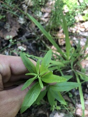 Brickellia eupatorioides texana
