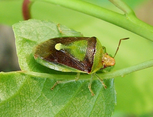 Green Burgundy Stink Bug photo 3