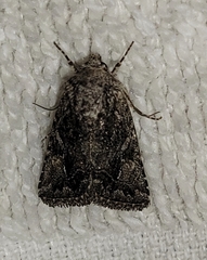 Ulolonche orbiculata