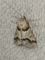 Pseudoschinia elautalis