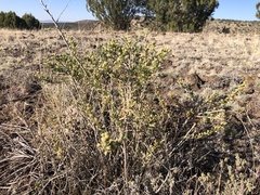 Baccharis pteronioides