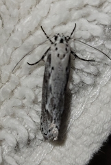 Ethmia discostrigella