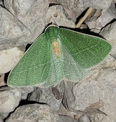 Chlorosea roseitacta