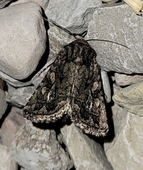 Ulolonche orbiculata