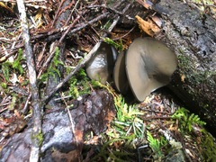 Pseudoplectania melaena