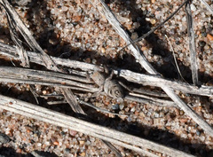 Habronattus captiosus